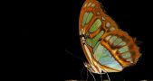 Black Background Butterfly 