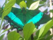 Courtney Maloney, The Emerald Swallowtail