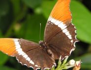 Orange Tip