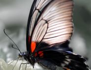 The Lowes Swallowtail by Janice Mezzacappa