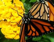 Monarchs raised by Sandra Trinidad in her Miami Garden. Well done! :)