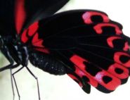 Scarlet Swallowtail - Betsy and Gil Riley