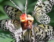 Tree Nymphs