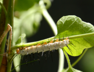 Femke Van Rees, the Zuleika caterpillar