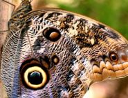 The Owl Butterfly