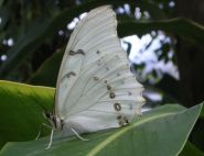 The White Morpho by Sébastien Lallemant