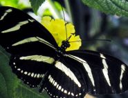 Zebra longwing