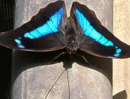 The Blue-Green reflector butterfly by Michael McBride