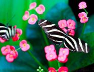 Zebra Butterflies by Tammy Flynn
