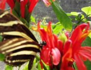 The Zebra Butterfly by Carol & Peter Simms