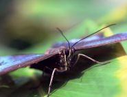 Atlas Moth "Wings" by David D.