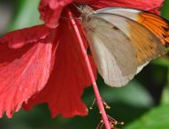 The Orange Tip by Cheryl Lynn Nelson