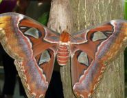 malle metsis, The Atlas Moth