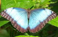 The Blue Morpho