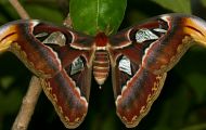 The Atlas Moth