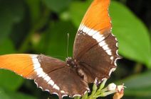 Orange Tip