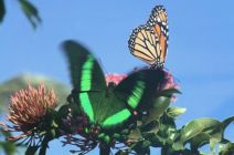 Hank Sims - Monarch & Emerald Swallowtail 