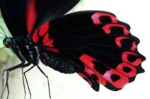 Scarlet Swallowtail - Betsy and Gil Riley