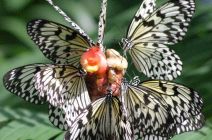 Tree Nymphs