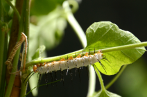 Femke Van Rees, the Zuleika caterpillar