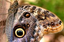 The Owl Butterfly