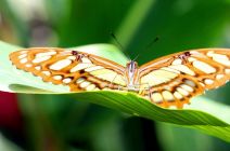 The Malachite by Tammy Flynn