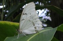 The White Morpho by Sébastien Lallemant