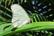 The White Morpho by Niels and Hedy 