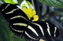 Zebra longwing