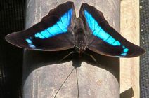 The Blue-Green reflector butterfly by Michael McBride