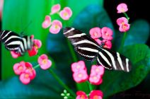 Zebra Butterflies by Tammy Flynn