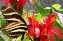 The Zebra Butterfly by Carol & Peter Simms