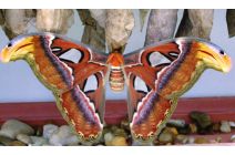 The Atlas Moth by Mark Nelson