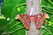 The Atlas Moth by Jude Anderson