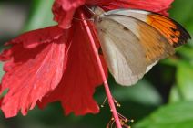 The Orange Tip by Cheryl Lynn Nelson