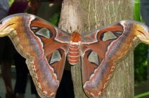 malle metsis, The Atlas Moth