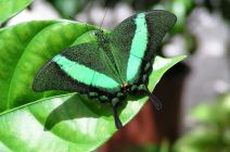 Emerald Swallowtail