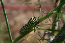 Monarch caterpillar