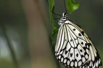 Tree Nymph