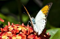 Orange Tip