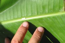 Owl Butterfly Eggs