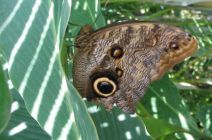 Owl Butterfly