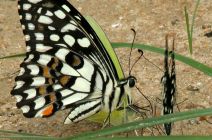 Lime Butterfly (papilio demoleus) mud-puddling