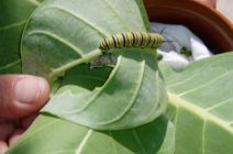 Monarch caterpillar feeding on milkweed