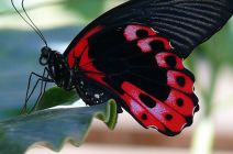 Scarlet Swallowtail