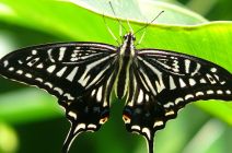 The Japanese Swallowtail The Japanese Swallowtail