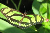 The Malachite