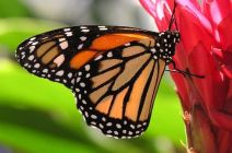 The Monarch The Monarch