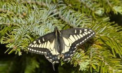 Anise Swallowtail (Papilio zelicaon)