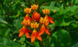  Blood Flower (asclepias curassavica)